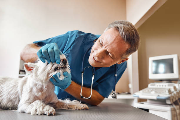 Best Weekend Emergency Dentist in Tri Lakes, IN